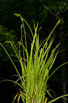 Soft fox sedge